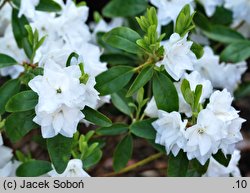 Rhododendron April Snow