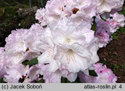Rhododendron hort. Aprilleuchten
