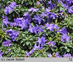 Rhododendron hort. Aquamarin