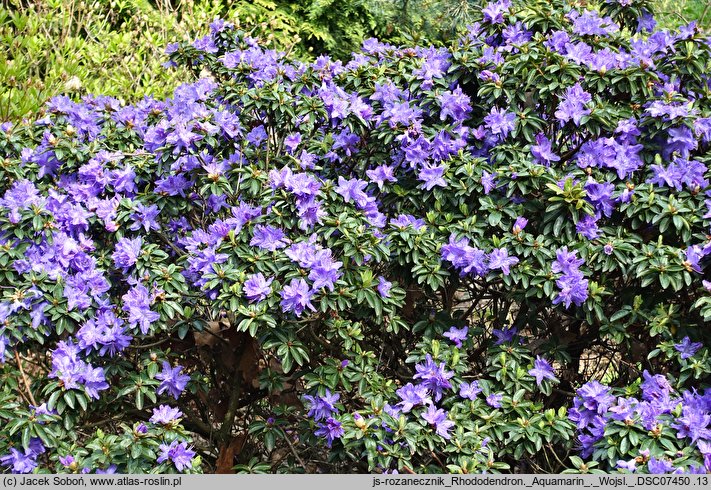 Rhododendron hort. Aquamarin