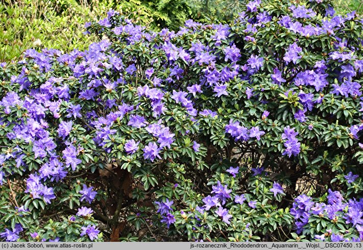 Rhododendron Aquamarin