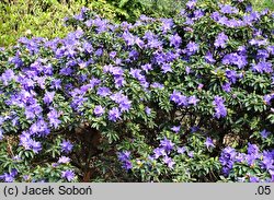 Rhododendron Aquamarin