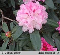 Rhododendron hort. Arabella
