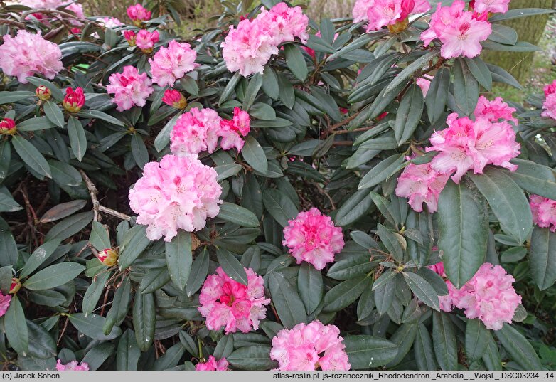 Rhododendron hort. Arabella