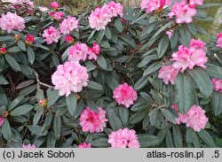 Rhododendron hort. Arabella
