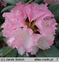 Rhododendron hort. Arabella