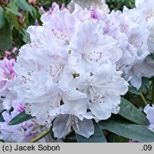 Rhododendron Arno