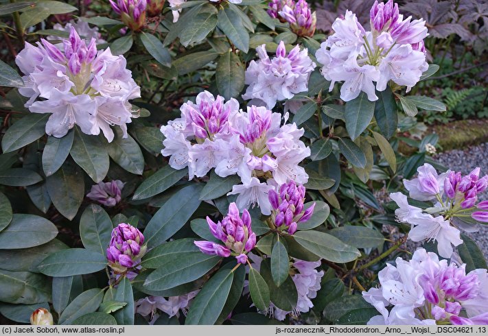 Rhododendron hort. Arno