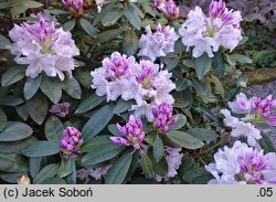 Rhododendron Arno