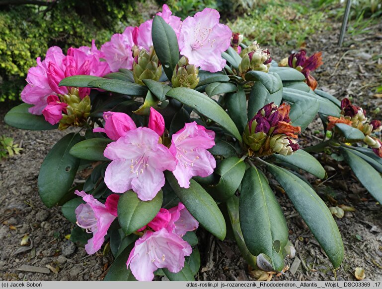 Rhododendron hort. Atlantis