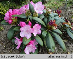 Rhododendron hort. Atlantis