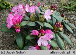 Rhododendron hort. Atlantis