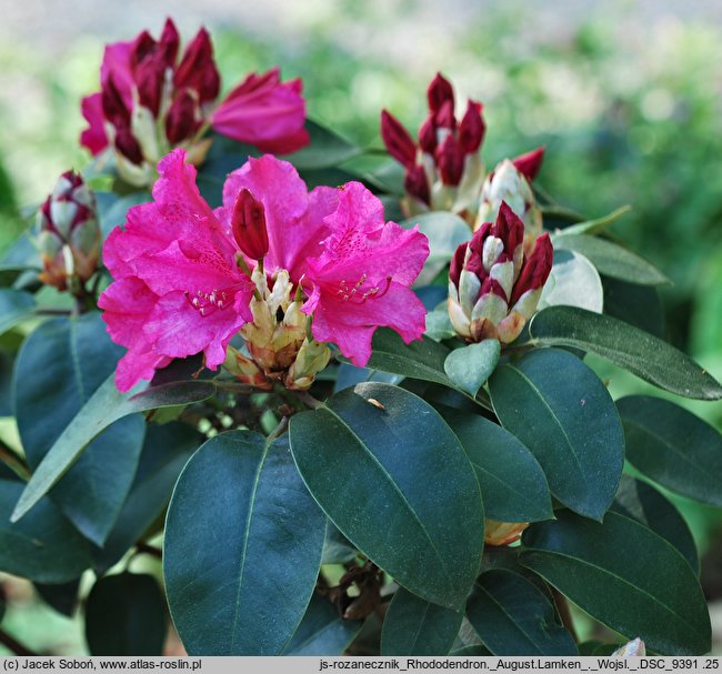 Rhododendron hort. August Lamken