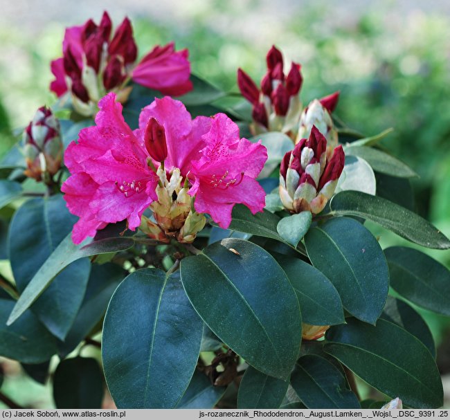 Rhododendron August Lamken