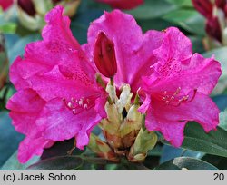 Rhododendron August Lamken