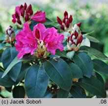 Rhododendron August Lamken