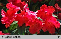Rhododendron hort. Bad Eilsen