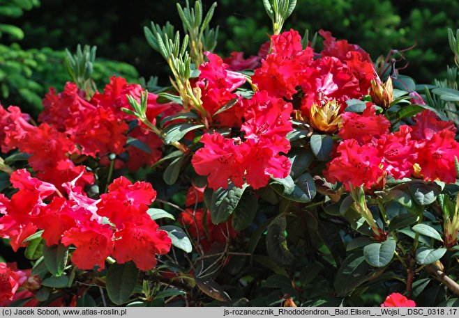 Rhododendron hort. Bad Eilsen