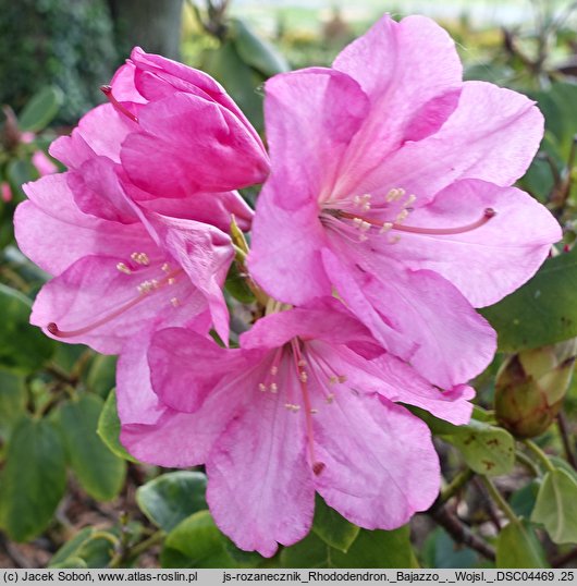 Rhododendron hort. Bajazzo