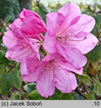Rhododendron hort. Bajazzo