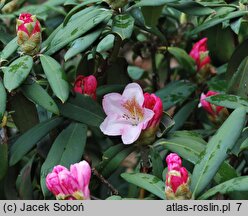 Rhododendron Bashful