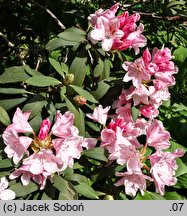 Rhododendron Bashful