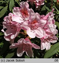 Rhododendron hort. Bashful