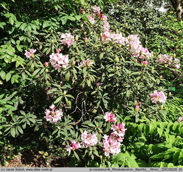 Rhododendron Bashful