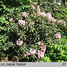 Rhododendron Bashful