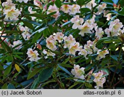 Rhododendron Bernstein