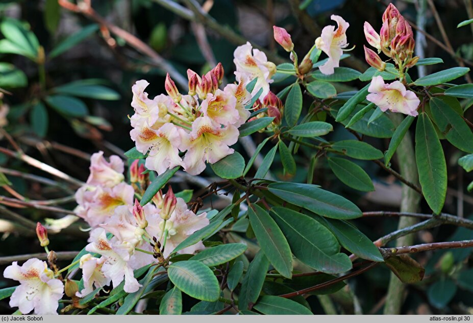 Rhododendron hort. Bernstein