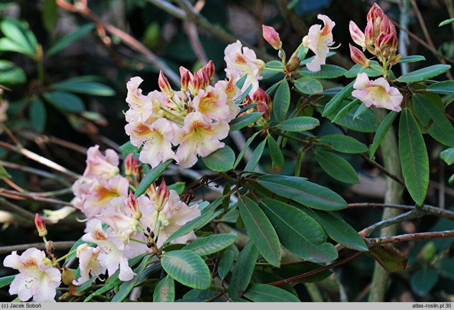 Rhododendron Bernstein