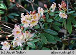 Rhododendron Bernstein