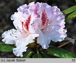 Rhododendron Bettys Bells