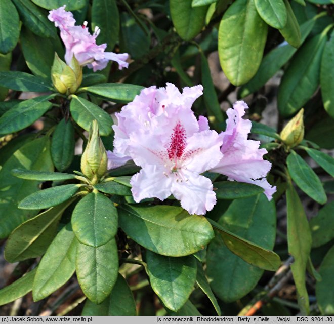 Rhododendron Bettys Bells