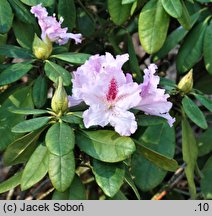 Rhododendron Bettys Bells