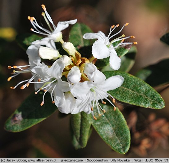 Rhododendron Billy Novinka