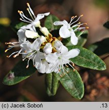 Rhododendron Billy Novinka