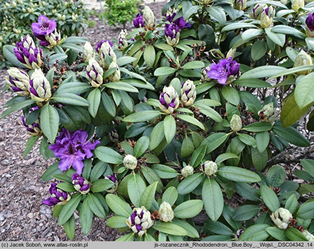 Rhododendron hort. Blue Boy