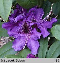Rhododendron hort. Blue Boy