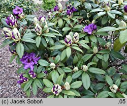 Rhododendron hort. Blue Boy