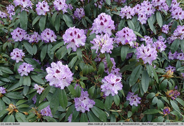 Rhododendron hort. Blue Peter