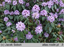 Rhododendron hort. Blue Peter