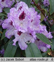 Rhododendron hort. Blue Peter