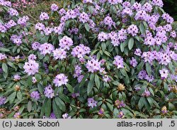 Rhododendron hort. Blue Peter