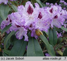 Rhododendron hort. Blue Peter