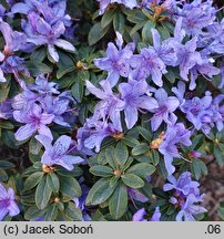 Rhododendron Blue Tit