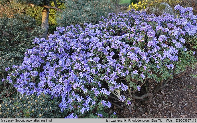 Rhododendron Blue Tit