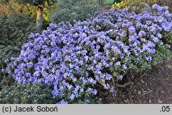Rhododendron hort. Blue Tit