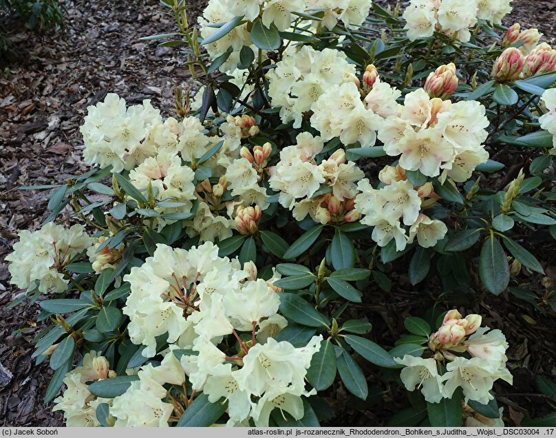 Rhododendron hort. Bohlken's Juditha